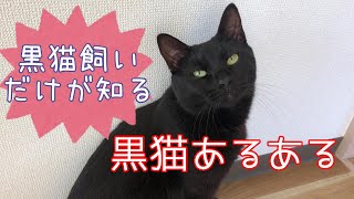 【黒猫飼いだけが知る】黒猫あるある６連発！！