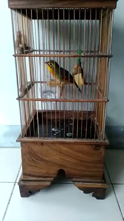 ROBIN GACOR BURUNG LANGKA