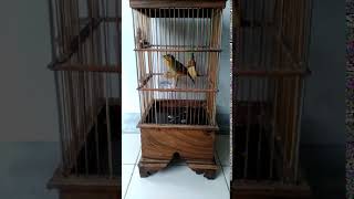 ROBIN GACOR BURUNG LANGKA