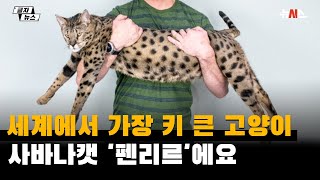 기네스북 오른 '세계 최장신 고양이'…