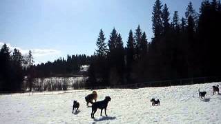 Arnold leonberger and friends by Grete Bakken 51 views 11 years ago 57 seconds