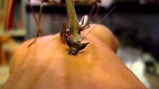 Heterochaeta Orientalis - Giant African Stick Mantis nibbling on my wrist