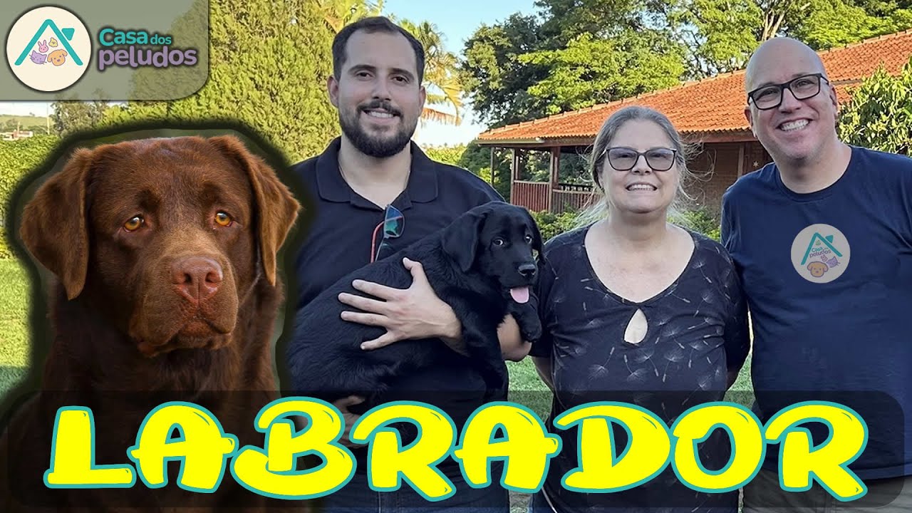 Labrador: O Cão Perfeito para a Família? Criadores Revelam Toda a Verdade!
