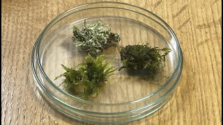 Moss Piglets (Tardigrades), Ciliate (Suctoria), Nematodes and Rotifers (V.2)