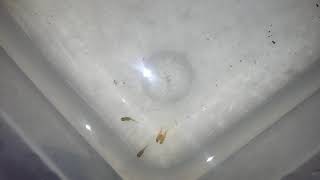FISH THAT ARE CONJOINED TWINS! CRAZY
