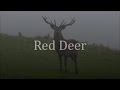 Red Deer (Studley Royal)