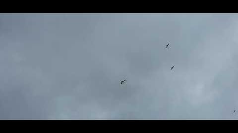 Maui 1534 - ʻiwa - Fregata minor - great frigatebird