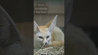 Acorn Knowledge Fun Facts Fennec Fox Part 3