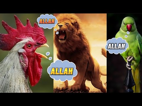 Animals saying Allah | Allah Ki Qudrat | Miracle of Allah