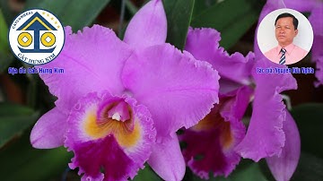 Karaoke Vọng cổ: DẶN CON NGÀY VU QUY - Dây Kép - Tác giả: Nguyễn Hữu Nghĩa