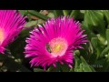 Пчела опыляет цветок в Древней Гортине. Bee pollinates a flower in Ancient Gortyn