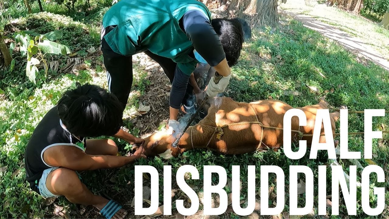 How To Dehorn A Calf Calf Disbudding YouTube how-to-dehorn-a-calf-calf-disbudding-youtube