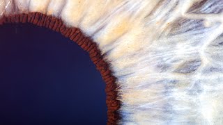 Eyes like you've never seen them before! Extreme Iris Photography