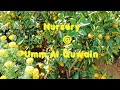 Nursery at Umm Al Quwain