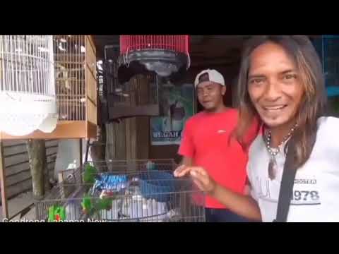 Review | Burung Pak asep malah terbang... Apess