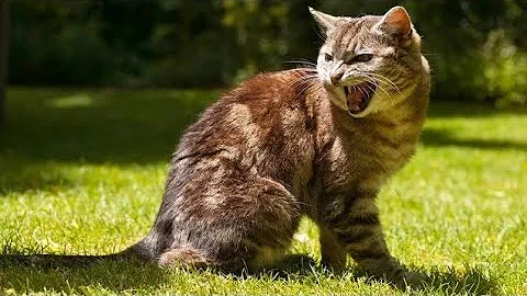 Video 8898141: angry british shorthair cat, british shorthair sound, serval cat sound, cat sound scary