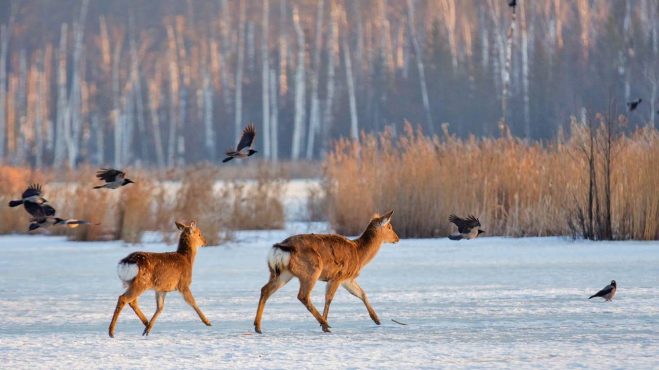 Птицы Лосиного Острова Фото