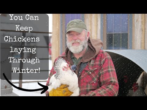 Vídeo: DIY Chicken Coop: Não é tão difícil quanto você pode pensar