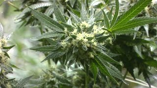 Marijuana treatment expert talks about higher THC in cannabis products