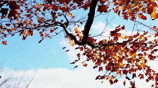 4K  Autumn Leaves Drone Aerial View Free Stock Footage Free HD Videos   No Copyright
