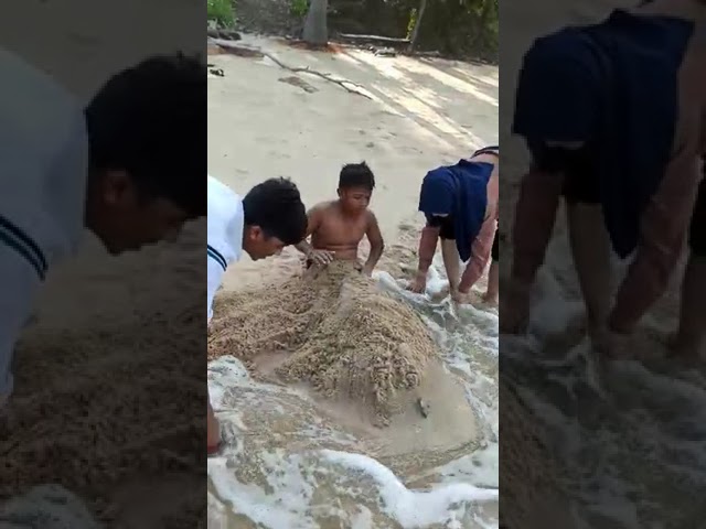 Ritual Anak Pantai Vitra Dibungkus Pasir dibuat jadi Belebat. class=
