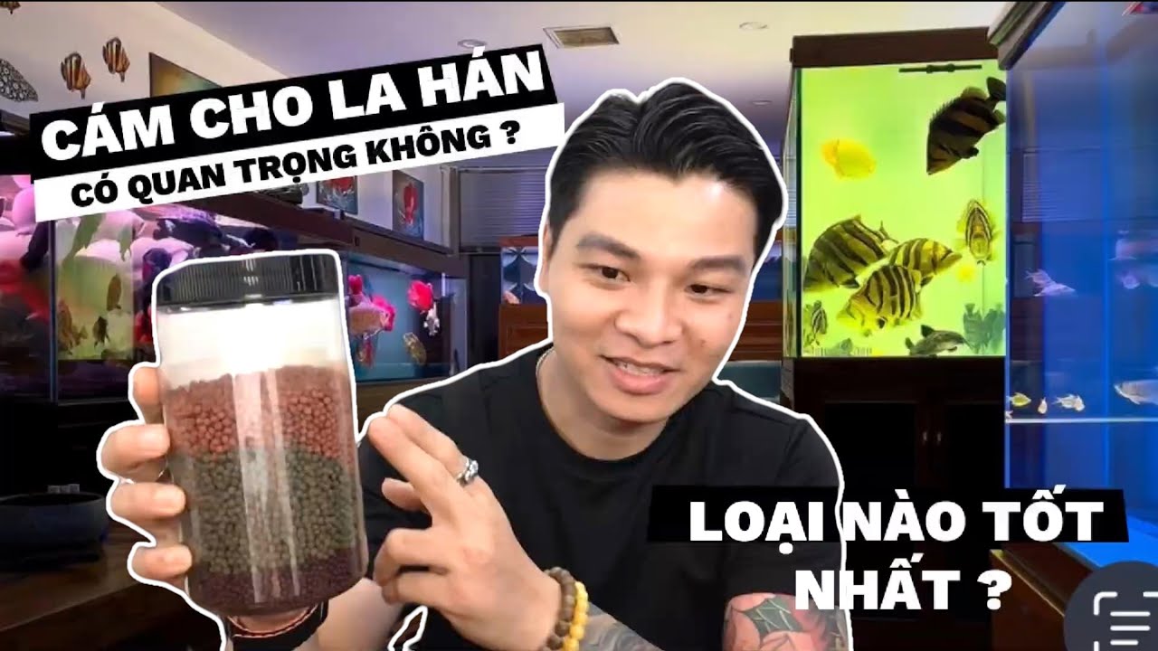 Cám Cho Cá La Hán Loại Nào Tốt Nhất? Bí Quyết - Flowerhorn Fish Food: What’s the Best Choice?