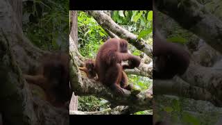 Smart Orangutan Husks And Cracks Coconut.