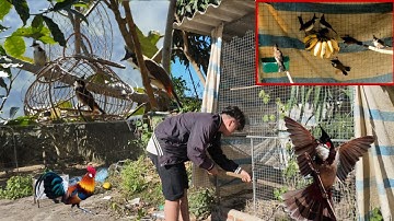 Bẫy Chào Mào Gặp Chiến Binh Câm Thêm 8 Thành Viên Mới | Dân Tộc Tây Bắc Tv