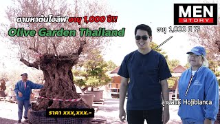 Men Story : ตามหาต้นมะกอกยักษ์อายุ 1,000 ปี!! ที่ Olive Garden Thailand