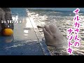 イルカさん、ナゾトキを制す|PECO