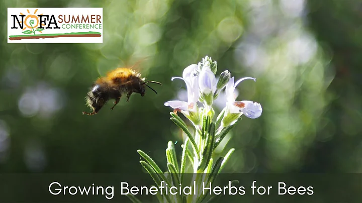 Growing Beneficial Herbs for Bees with Ed and Marian Szymanski