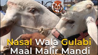 Malir Mandi Cattle Rates Update 23-April -2024 | Malir Mandi Update | Cow Mandi 2024