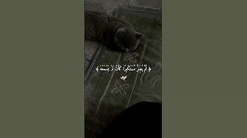 ويل لكل أفاك أثيم ايات من سورة الجاثية،/