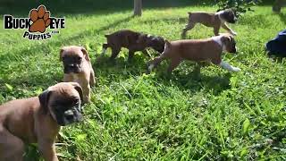 Outgoing Boxer Puppies