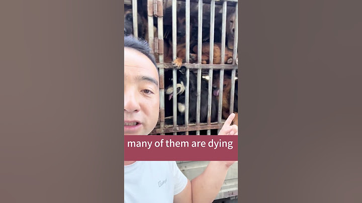 We stopped a dog meat truck