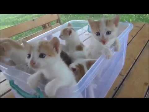 20-minutes-of-funny-cats-and-cute-kittens-meowing,-purring,-and-hissing-compilation-(may-2019)