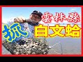 (雲林縣)海邊你帶小朋友來挖過嗎?!!滿地都是用檢的就超多的!!超甜超好吃