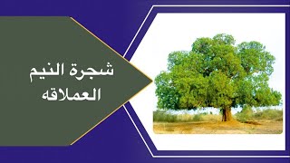 شجرة النيم متطلباتها وفائدتها