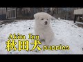 ハチ公のふるさとで秋田犬の子犬に会ってきた！