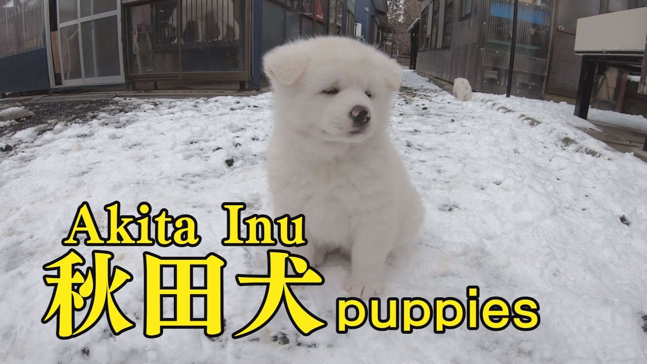 ハチ公のふるさとで秋田犬の子犬に会ってきた Youtube