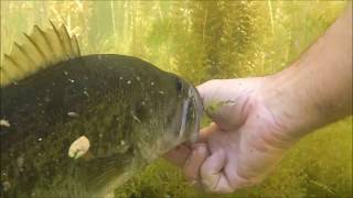 Topwater Madness at Rancho Murieta.