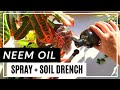 How to prevent houseplant pest using neem oil spray and soil drench  how to make neem oil solution