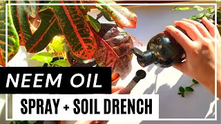 How to Prevent Houseplant Pest Using Neem Oil Spray and Soil Drench | How to make neem oil solution! screenshot 2