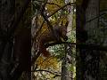 a funny squirrel in the park #animals#nature#shorts