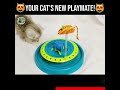 Interactive turntable cat toy