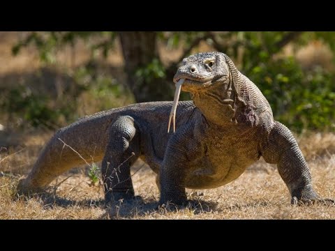 Video: Șopârlă comună ca animal de companie