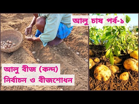 ভিডিও: আলু বীজ কন্দ রোপণ