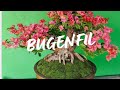PRUNING BONSAI BUGENFILE #bonsai #bonsaitree #caraperawatanbonsai #bugenfile