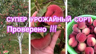 Проверенный сорт персика! Супер урожай каждый год! Хорош для 5й зоны 🍑🍑🍑