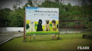 ZDB KENNEL AND DOG BREEDING by ZDB Kennel 121 views 3 years ago 2 minutes, 6 seconds